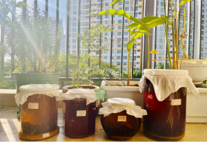 Read more about the article Cách làm Trà Kombucha tại nhà.